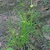 Grassy plants with spiky inflorescences.