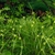 Grassy plants with spiky inflorescences.