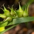 Close-up of the spiky spikes.
