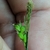 Fingers cradling spike with fruits & spike with male flowers.