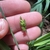 Fingers cradling spike with green achenes