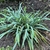 Grassy plant with glaucous blue foliage