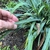 Fingers holding leaf of grassy plant with glaucous blue foliage