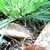 Base of grassy plant w/ arching inflorescences w/ tiny flowers