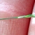 Fingers cradling a spike with exserted stigmas.