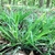 A spreading, grassy plant in a woodland setting.
