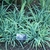 Grassy plant with glaucous blue foliage
