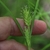 Female flowers with stigmas emerging from utricles.