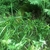 Grassy plant with prominent, spiky inflorescences