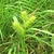 Close-up of spiky utricles in three spikes.