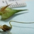 Utricle and a dissected achene with the long style attached.