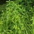 Large clump of grassy foliage & spikey fruit clusters.
