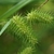 Close-up on spikey inflorescences.