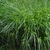 Large clump of grassy foliage & spikey fruit clusters.