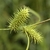Close-up on spikey inflorescences.