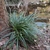 Green grassy plant with spikes of male flowers