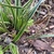 mounding sedge with green leaves with cream margins