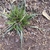mounding sedge with green leaves with cream margins