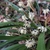 Green grassy plant with spikes of male flowers & long anthers