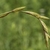 Close-up of inflorescence with brown, catkin-like spikelets