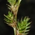 Close-up on multi-branched, cone-like inflorescences