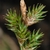 Close-up on multi-branched, cone-like inflorescences