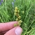 Fingers holding an inflorescence that has cone-like spikelets