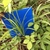 Grassy plant in situ with a blue card placed behind the plant