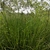 Grassy plant in situ.