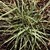 Grassy tufted plant.