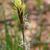 Carex pensylvanica