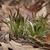 Grassy, fine-textured, clumping plant with erect inflorescences