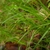 Grassy foliage & an inflorescence with green achenes