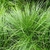 Grassy, fine-textured, clumping plant.