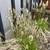 Grassy, fine-textured, clumping plant with erect inflorescences