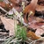 Small grassy plant with erect inflorescences & exserted stamens