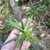 Hand cradling a stem bearing a rosette of leaves