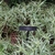 Bed of grassy foliage with creamy white margins.