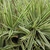 Clumps of grassy foliage with creamy white margins.