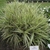 Bed of grassy foliage with creamy white margins.