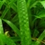 Linear lanceolate leaf with puckered and textured blade.