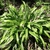 Clump of broad, puckered, lanceolate leaves