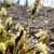 Erect dark inflorescences with clusters of exserted stamens