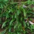 Clump of broad, puckered, lanceolate leaves