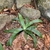 Single rosette of broad, glaucous, grassy leaves next to a rock