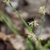 Spikelets of tiny flowers