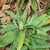Rosette of broad, grassy leaves.