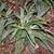 Group of rosette plants with broad, glaucous, grassy leaves