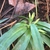 Broad, grassy leaves and new growth