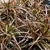 Tufts of leaves with red and orange longitudinal stripes